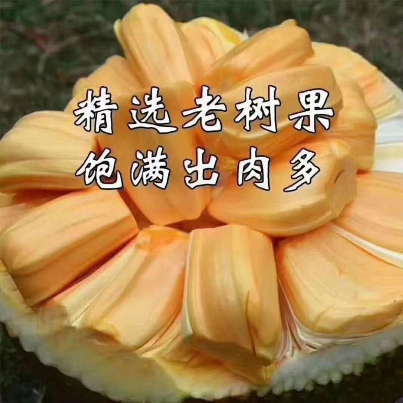 正宗海南陵水精品菠萝蜜