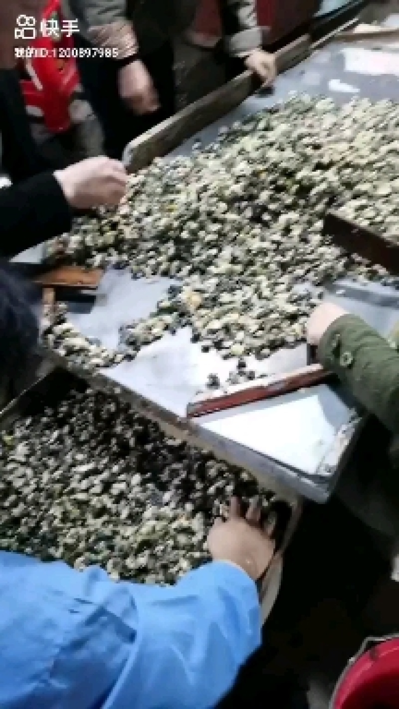 大黑，螺丝肉，螺串肉，螺丝粉肉