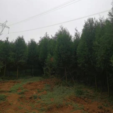 一年四季都是绿色香柏