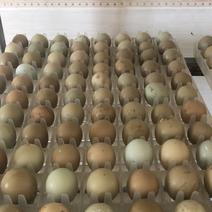 七彩山鸡种蛋包受精率