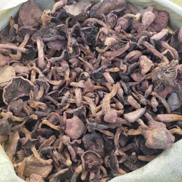 野生肉蘑红蘑松树伞蘑菇