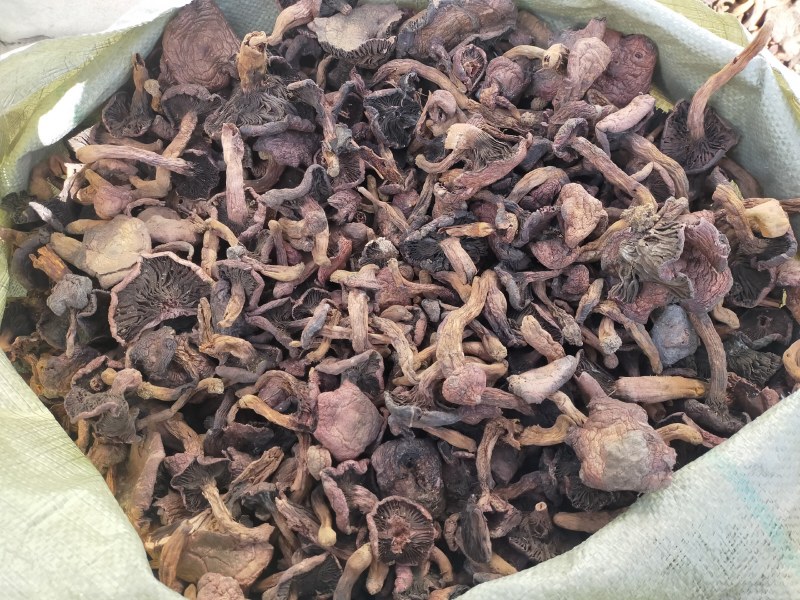 野生肉蘑红蘑松树伞蘑菇