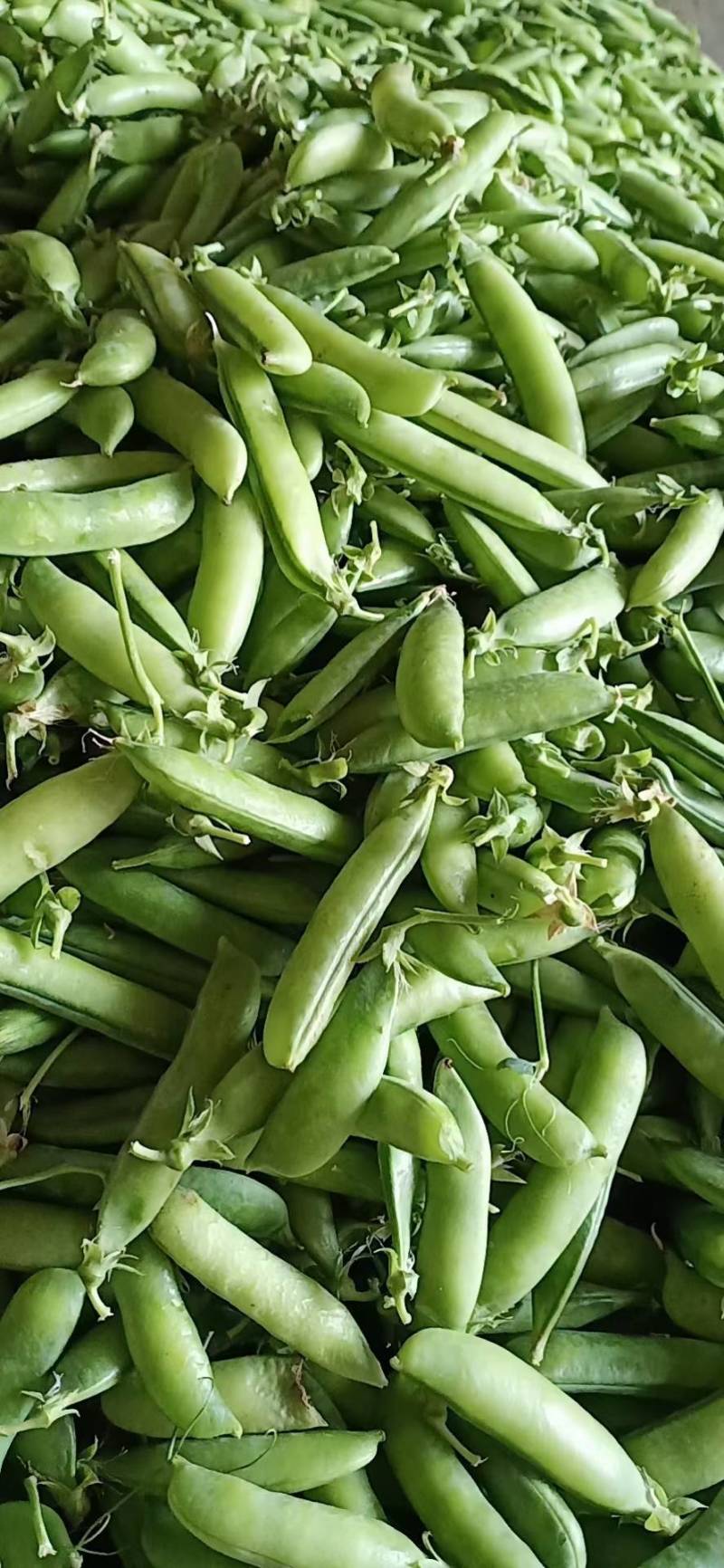 河南精品豌豆中豌九号颗粒饱满一手货源现摘现发质量保证