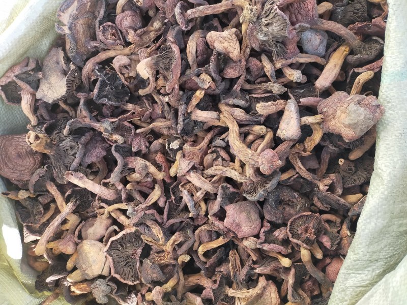 野生肉蘑红蘑松树伞蘑菇