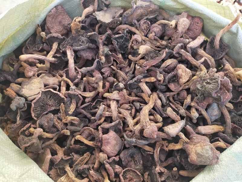 野生肉蘑红蘑松树伞蘑菇