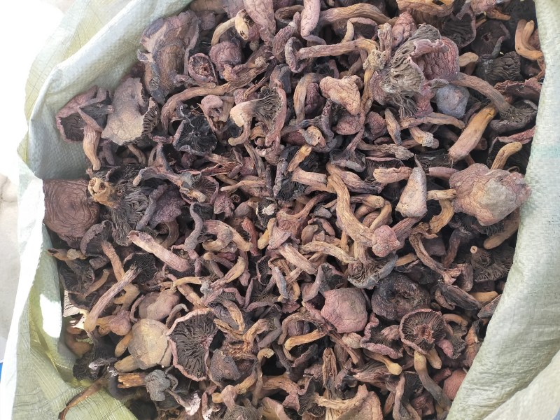 野生肉蘑红蘑松树伞蘑菇