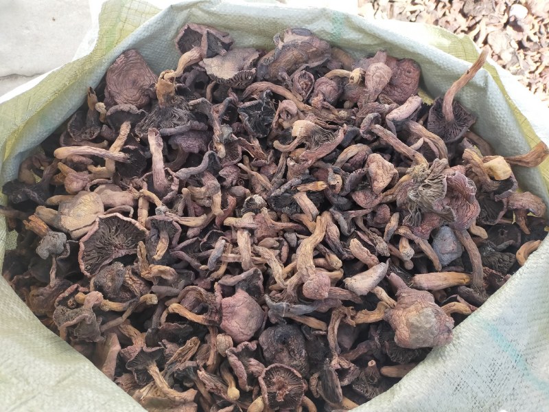 野生肉蘑红蘑松树伞蘑菇