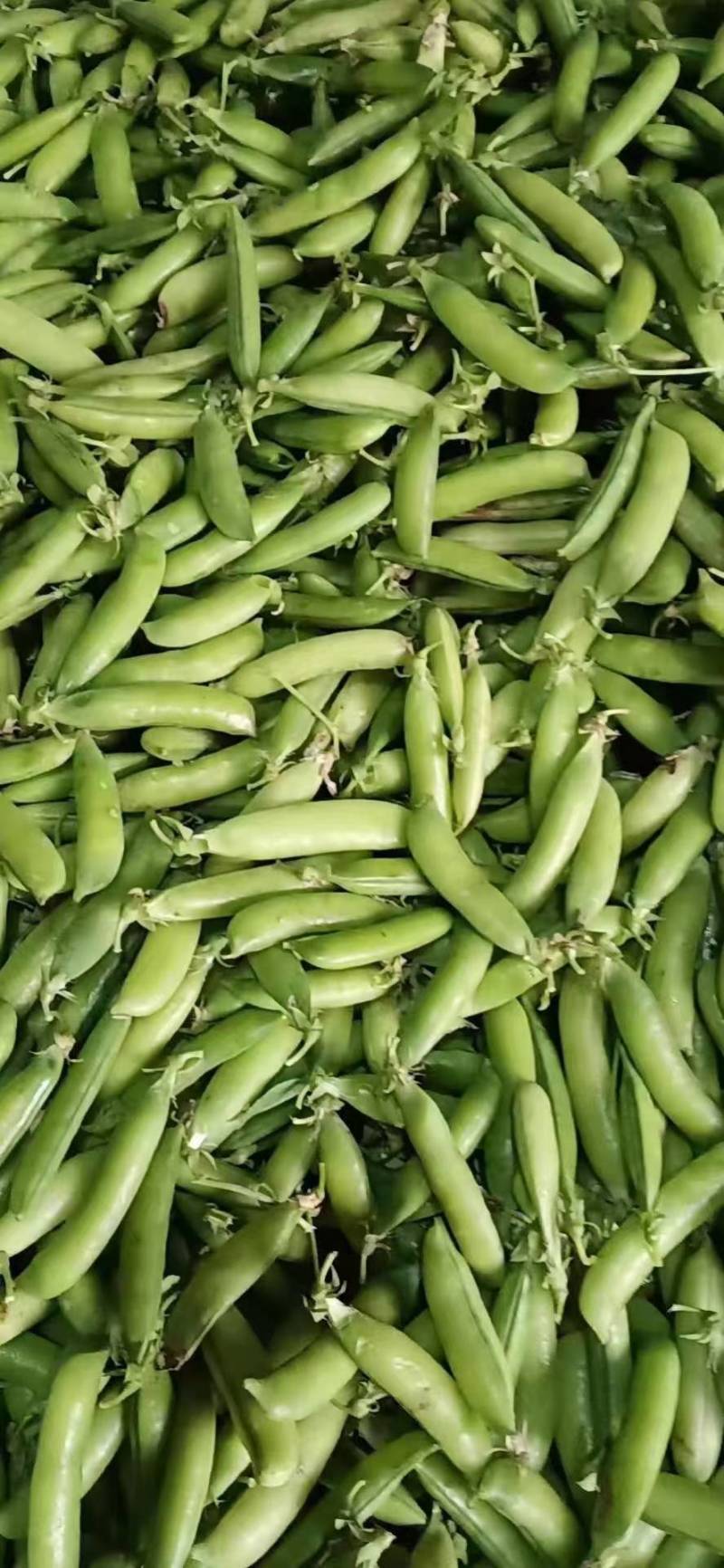 河南精品豌豆中豌九号颗粒饱满一手货源现摘现发质量保证