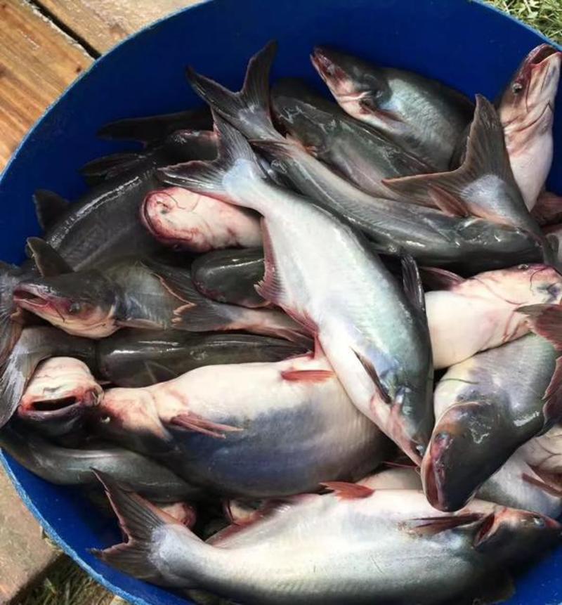巴沙鱼苗，优质快大，鱼场直供，一手货源，可实地看鱼。