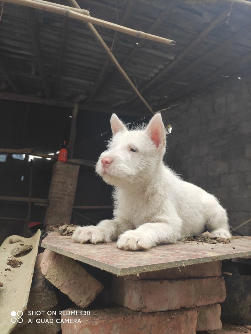 纯种下司幼犬，公犬，26斤，养大50斤左右，枪尾