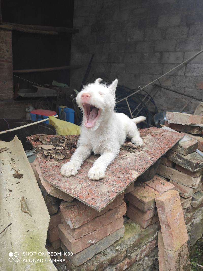 纯种下司幼犬，公犬，26斤，养大50斤左右，枪尾