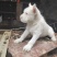 纯种下司幼犬，公犬，26斤，养大50斤左右，枪尾
