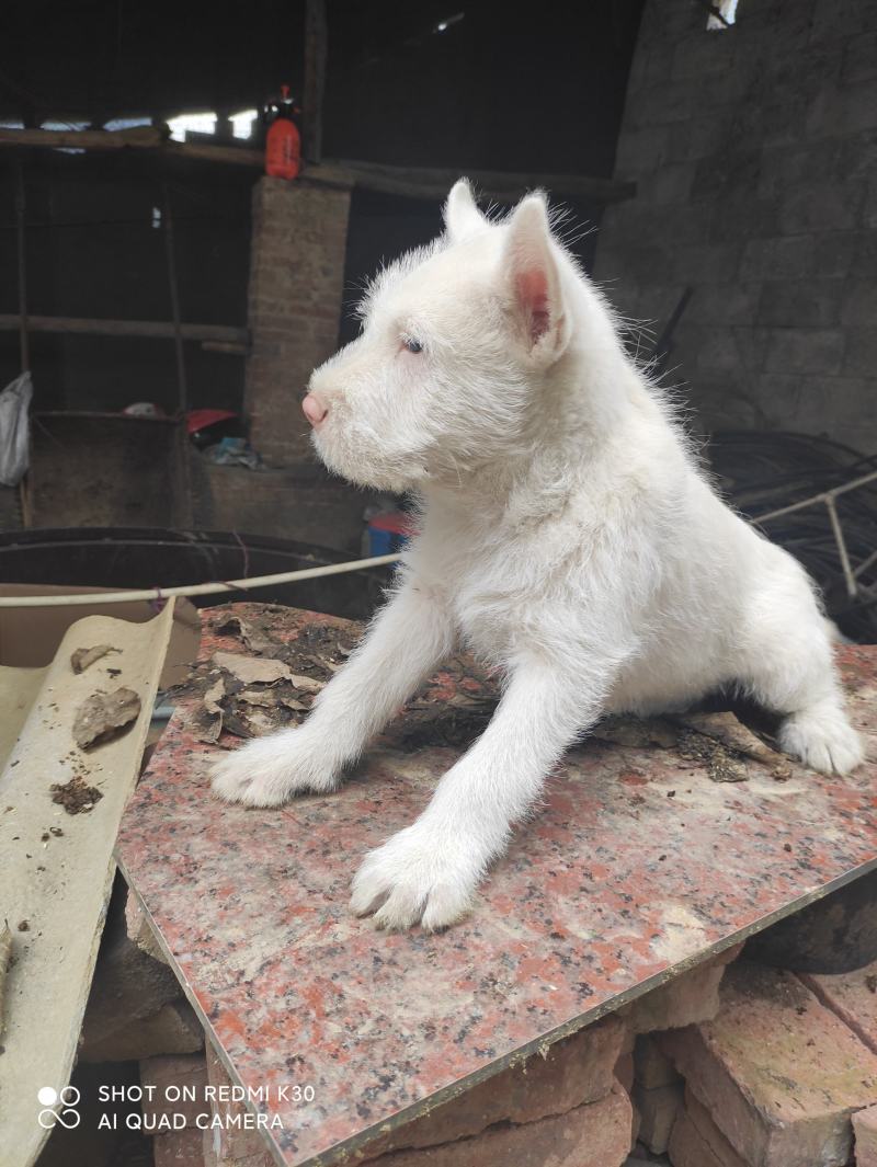 纯种下司幼犬，公犬，26斤，养大50斤左右，枪尾