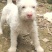 纯种下司幼犬，公犬，26斤，养大50斤左右，枪尾