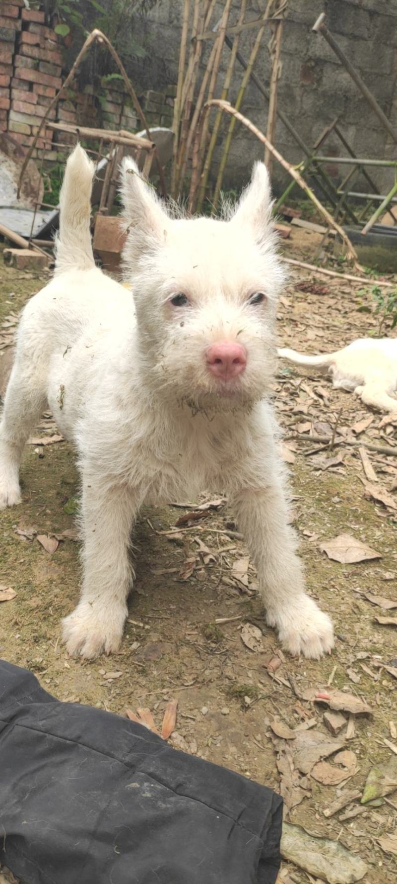 纯种下司幼犬，公犬，26斤，养大50斤左右，枪尾
