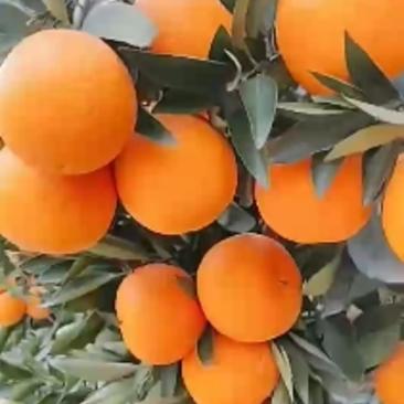 锦橙自家果园，产地直销，一手货源。保质保量。