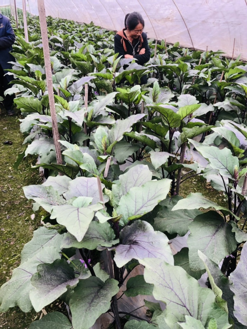 🔥茄子🍆货美价廉品质保证🌻欢迎老板来考察