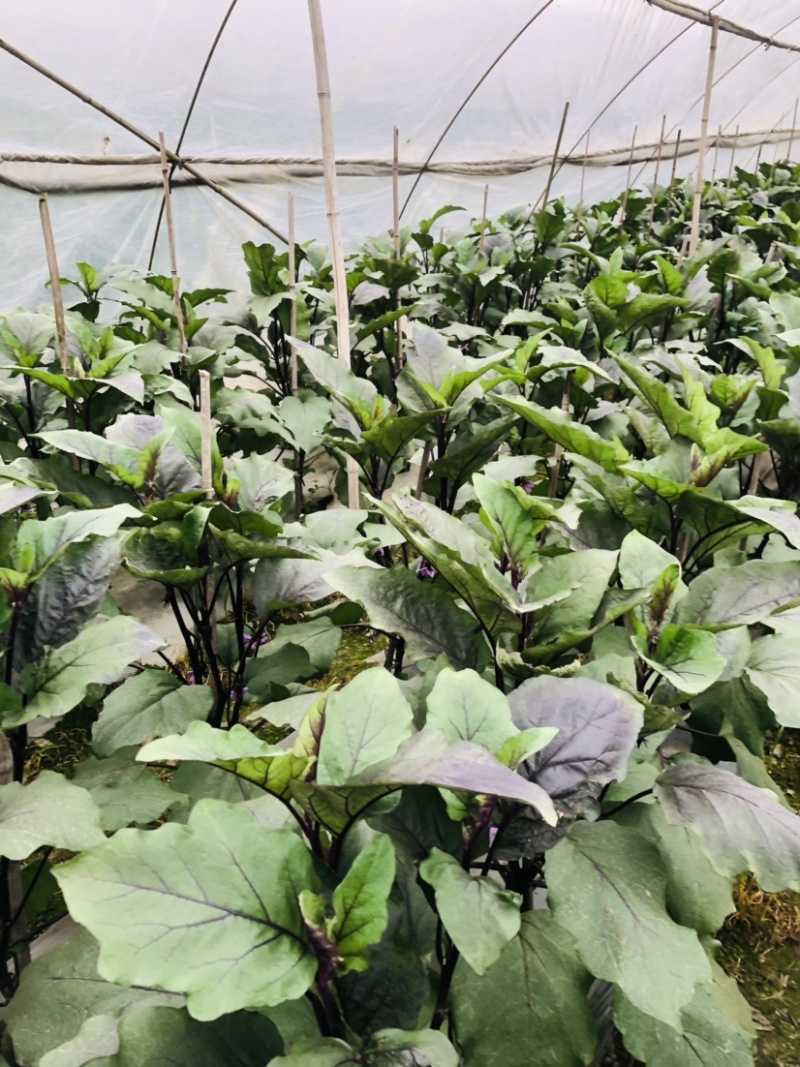 🔥茄子🍆货美价廉品质保证🌻欢迎老板来考察