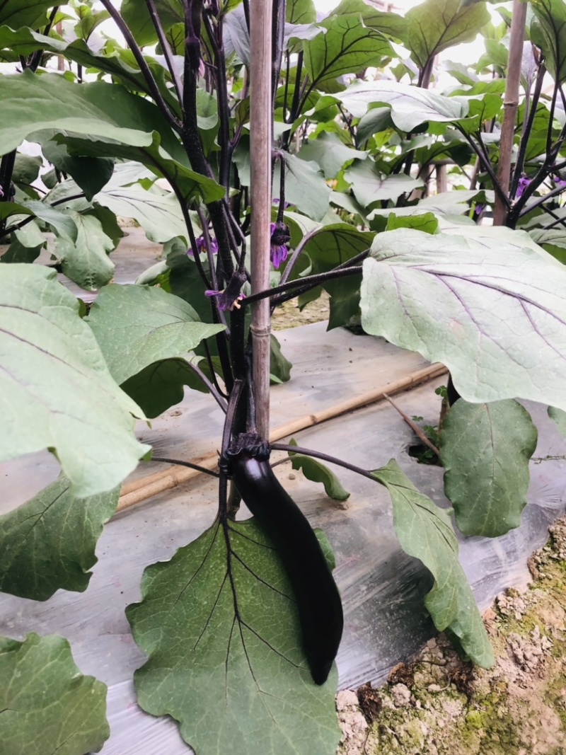 🔥茄子🍆货美价廉品质保证🌻欢迎老板来考察