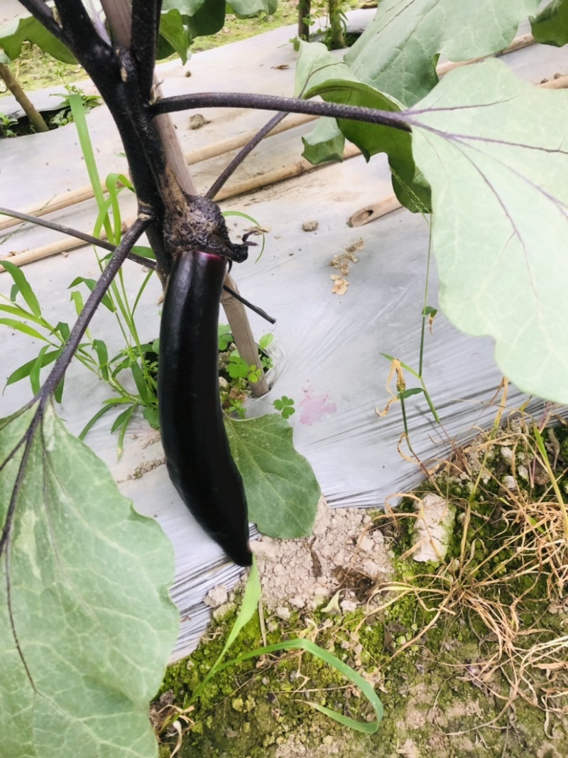 🔥茄子🍆货美价廉品质保证🌻欢迎老板来考察