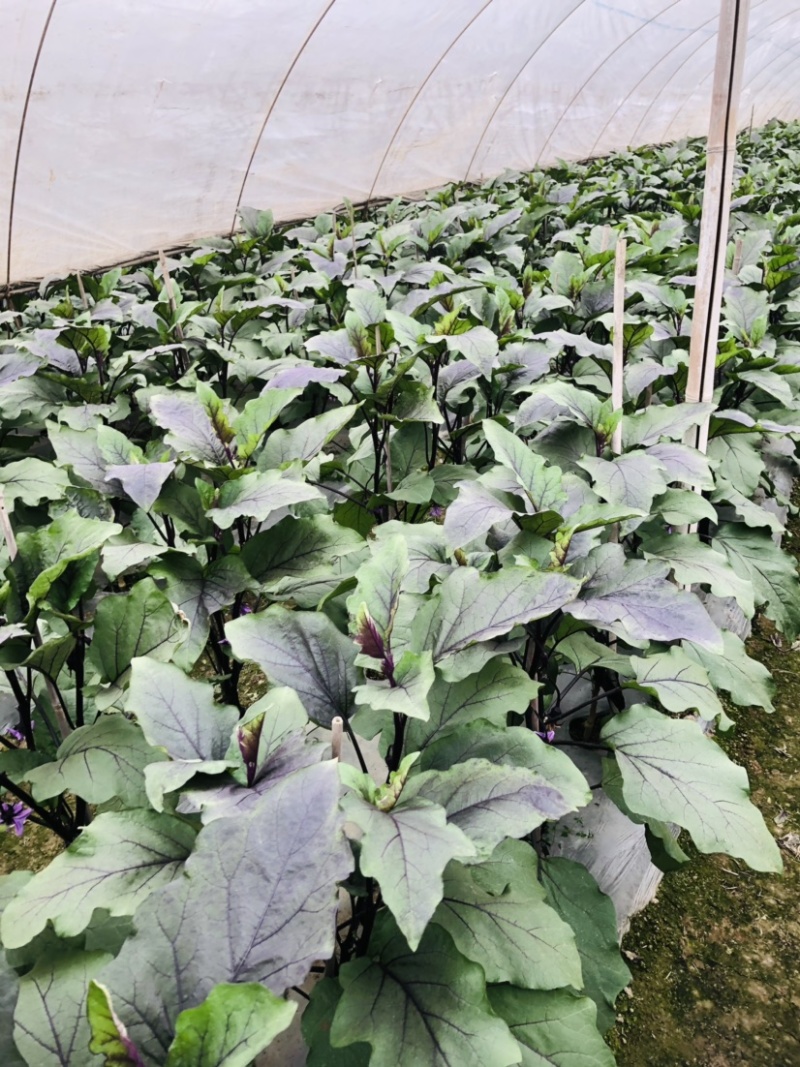 🔥茄子🍆货美价廉品质保证🌻欢迎老板来考察