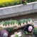 涉县优质红根蒜苗寻求合作伙伴，蒜种合作商