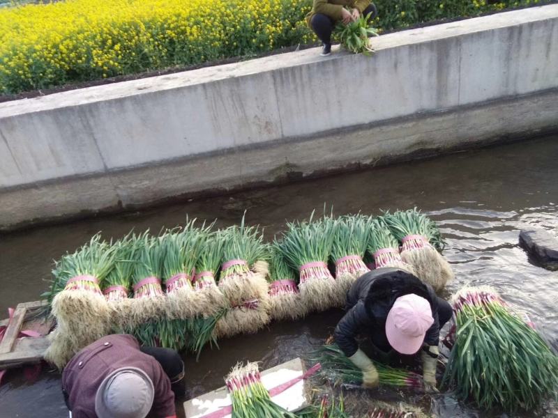 涉县优质红根蒜苗寻求合作伙伴，蒜种合作商