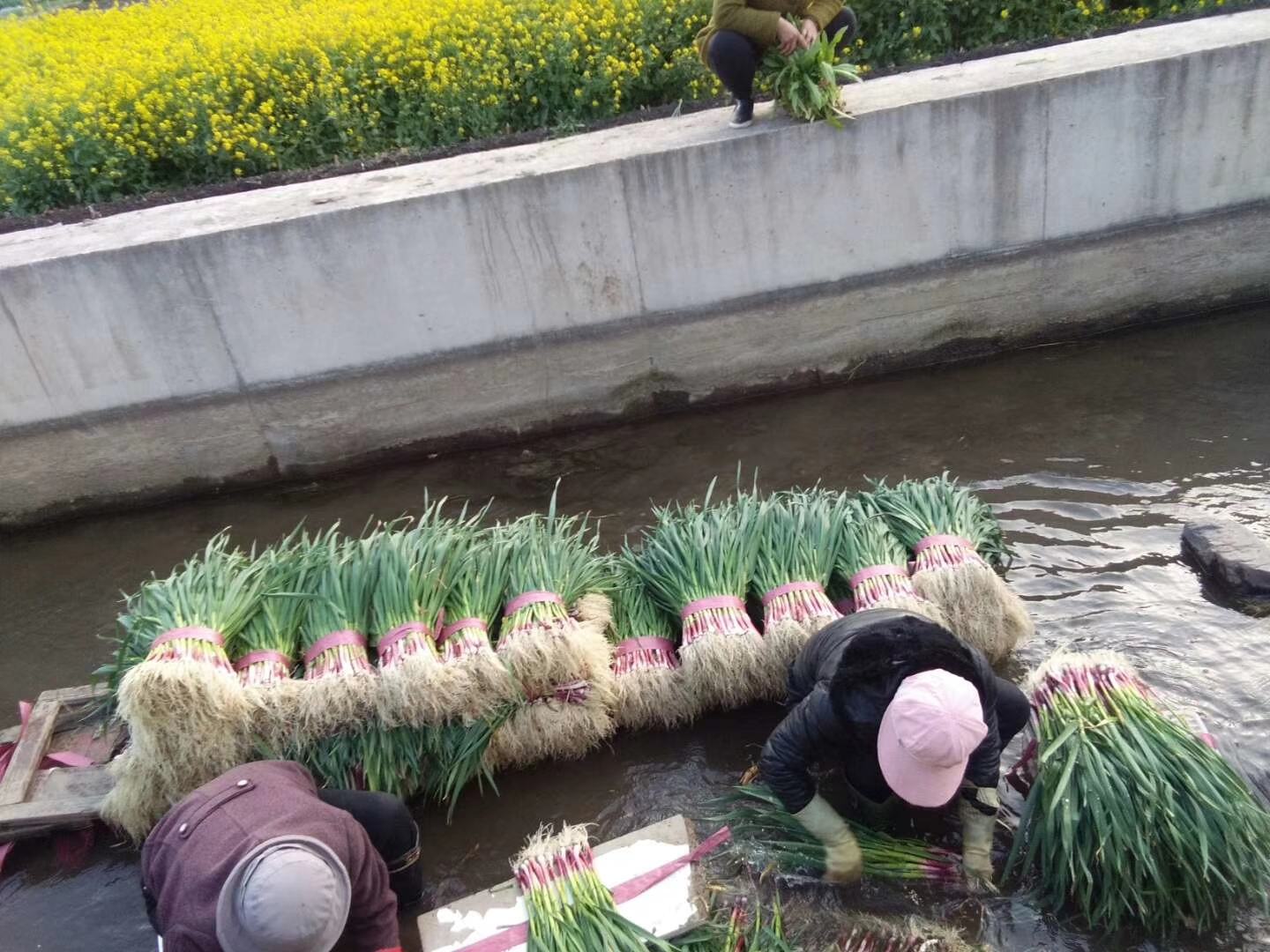 蒜苗自然风干保存