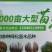 枇杷树地径8公分价格，江苏盐城大丰枇杷树价格