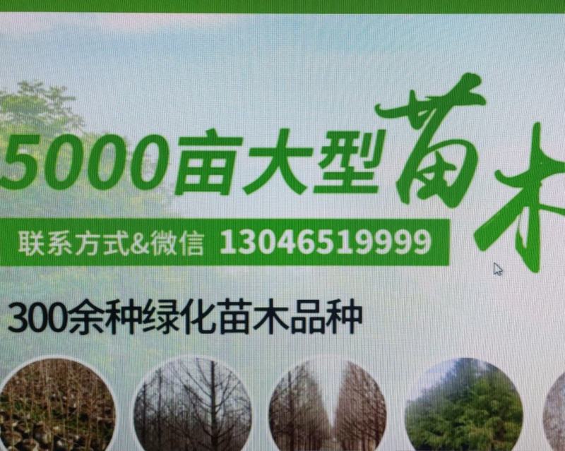 枇杷树地径8公分价格，江苏盐城大丰枇杷树价格