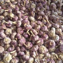 济南大蒜，大青稞大蒜，紫皮大蒜