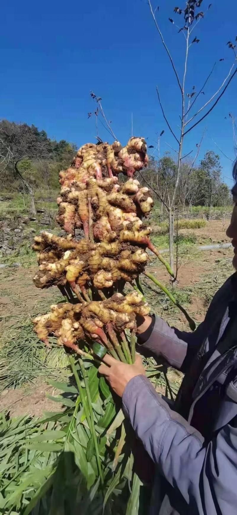 贵州五苗姜，红芽二黄姜，大二黄姜姜种热卖中