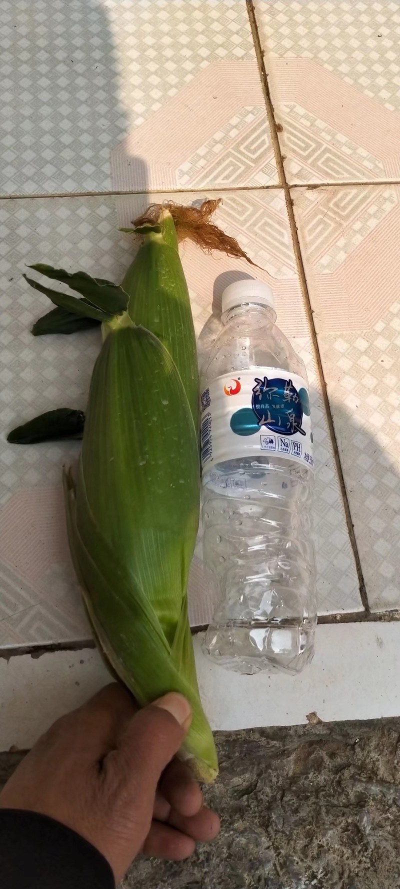 弥勒市竹园镇糯玉米上市了