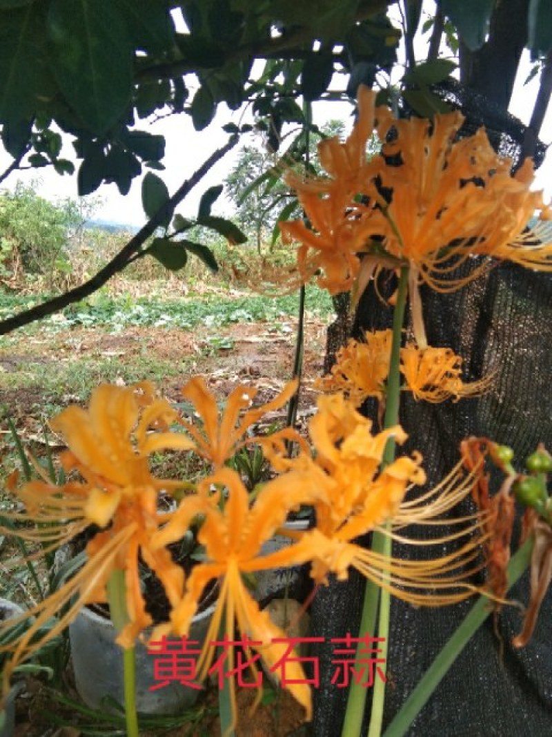 红花石蒜，彼岸花，曼珠沙华，岩蒜，一手货源