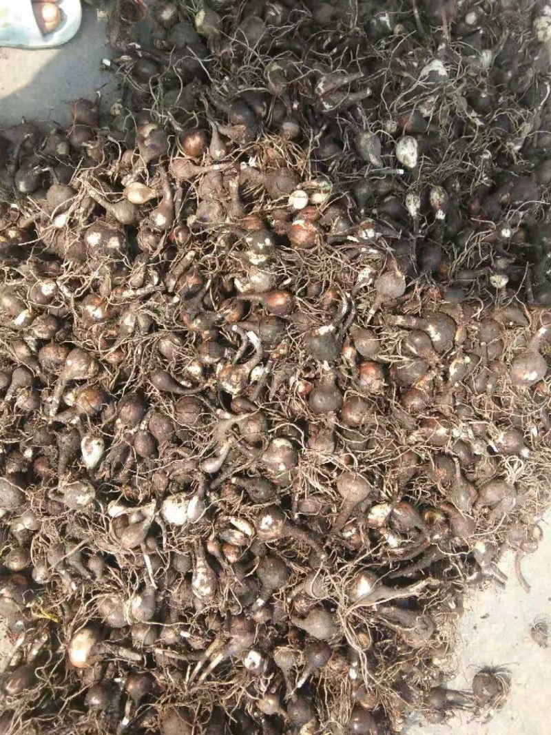 红花石蒜，彼岸花，曼珠沙华，岩蒜，一手货源
