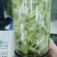 长年供牛蒡产品以及安吉白茶