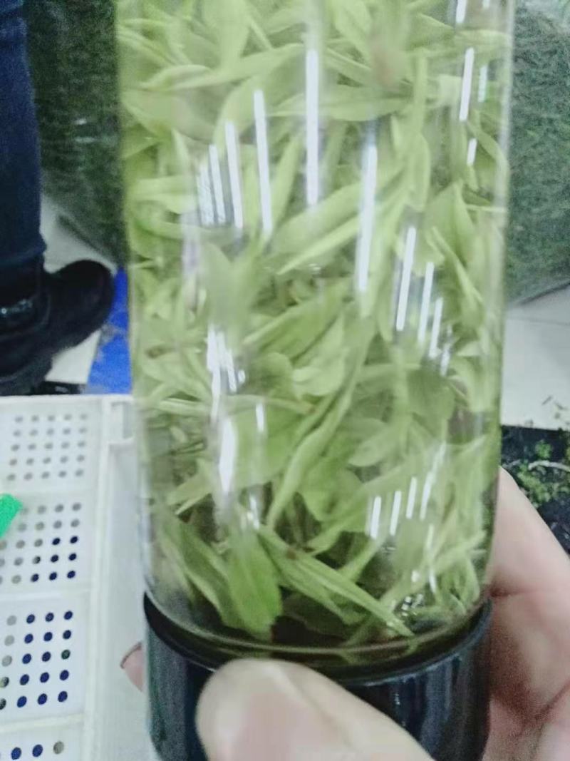 长年供牛蒡产品以及安吉白茶