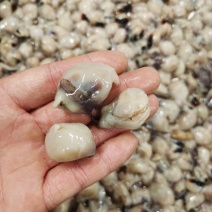 鱿鱼嘴新鲜鱿鱼嘴秘鲁鱿鱼嘴真鱿鱿鱼嘴