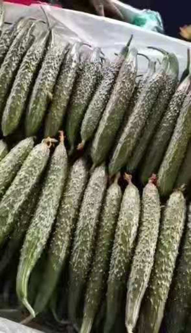 密刺黄瓜-鲜花带刺，青皮青肉大量供应各种包装齐全