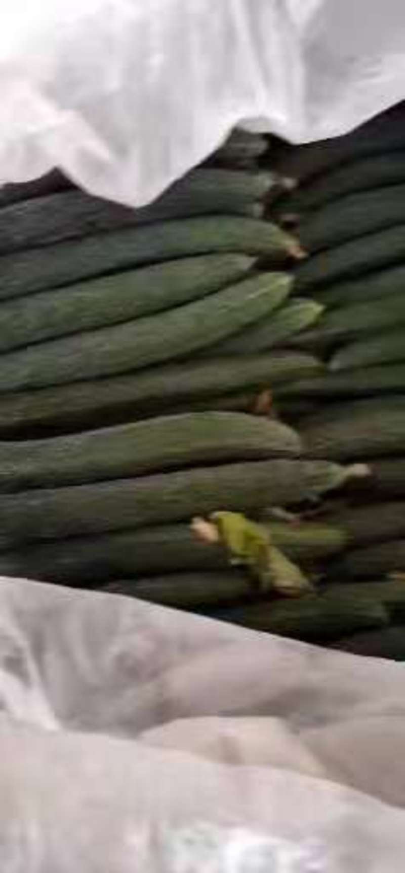 密刺黄瓜-鲜花带刺，青皮青肉大量供应各种包装齐全