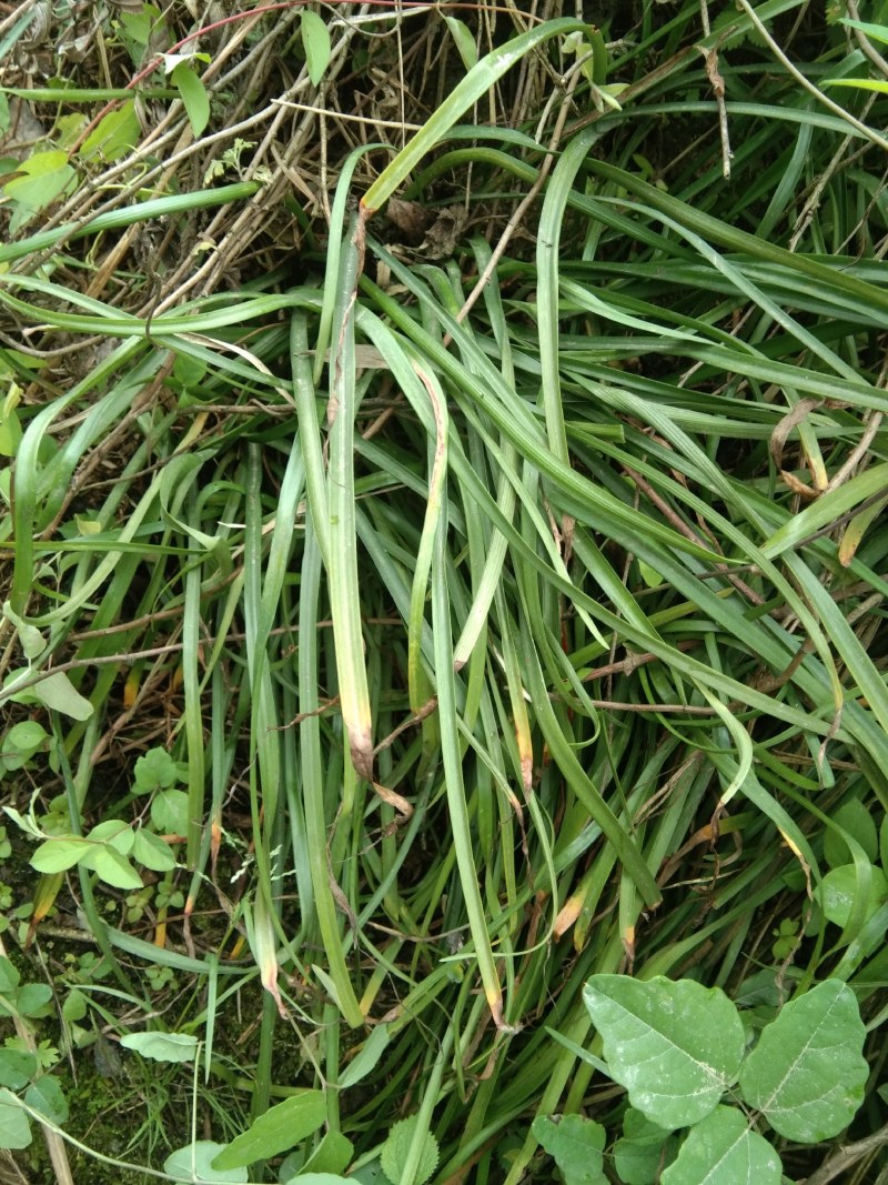 韭兰，风雨兰，一手货源支持线上交易欢迎来电咨询