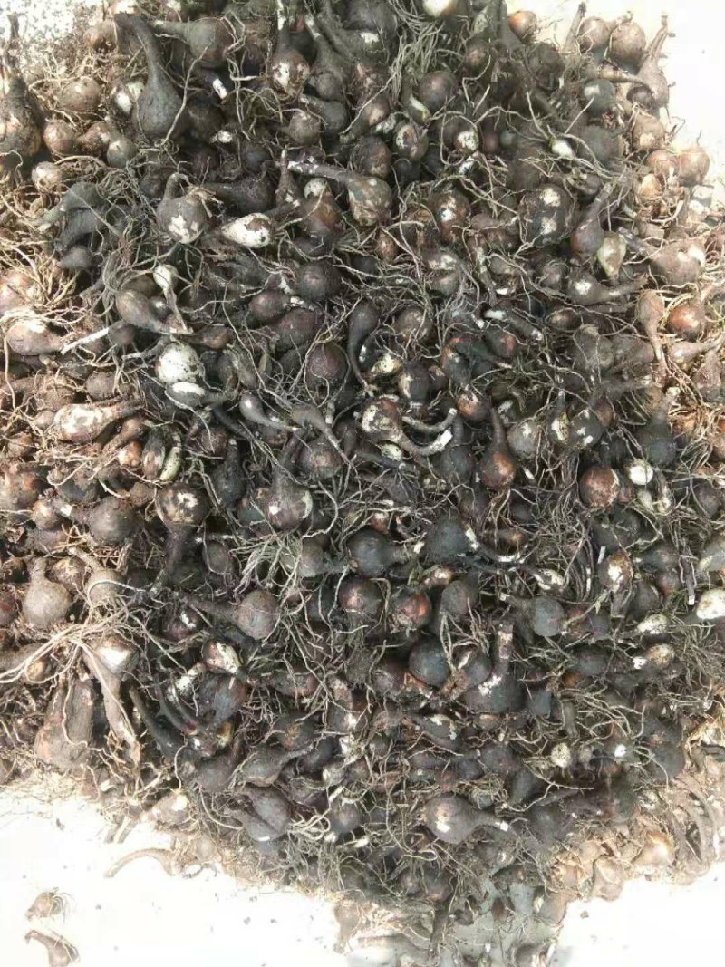 韭兰，风雨兰，一手货源支持线上交易欢迎来电咨询