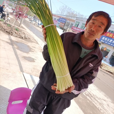 亳州蒜薹，不泡水干台子，千亩良田货源充足，欢迎联系选购