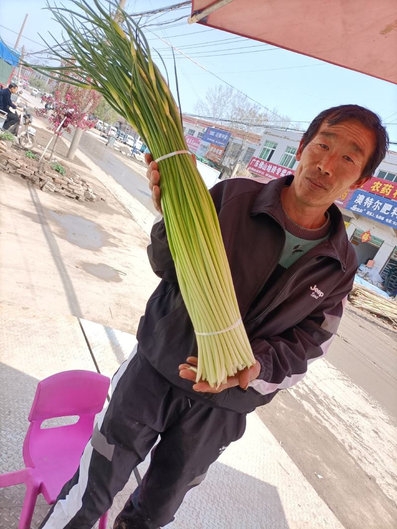 亳州蒜薹，不泡水干台子，千亩良田货源充足，欢迎联系选购