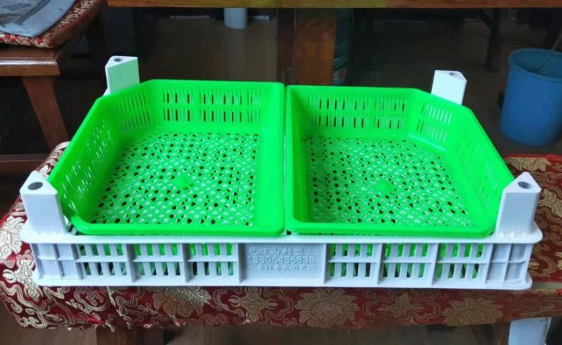 【荐】桑葚，现摘现发全程冷链，凉山州德昌县桑葚一手货源