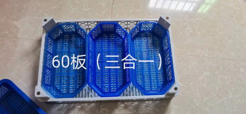 【荐】桑葚，现摘现发全程冷链，凉山州德昌县桑葚一手货源