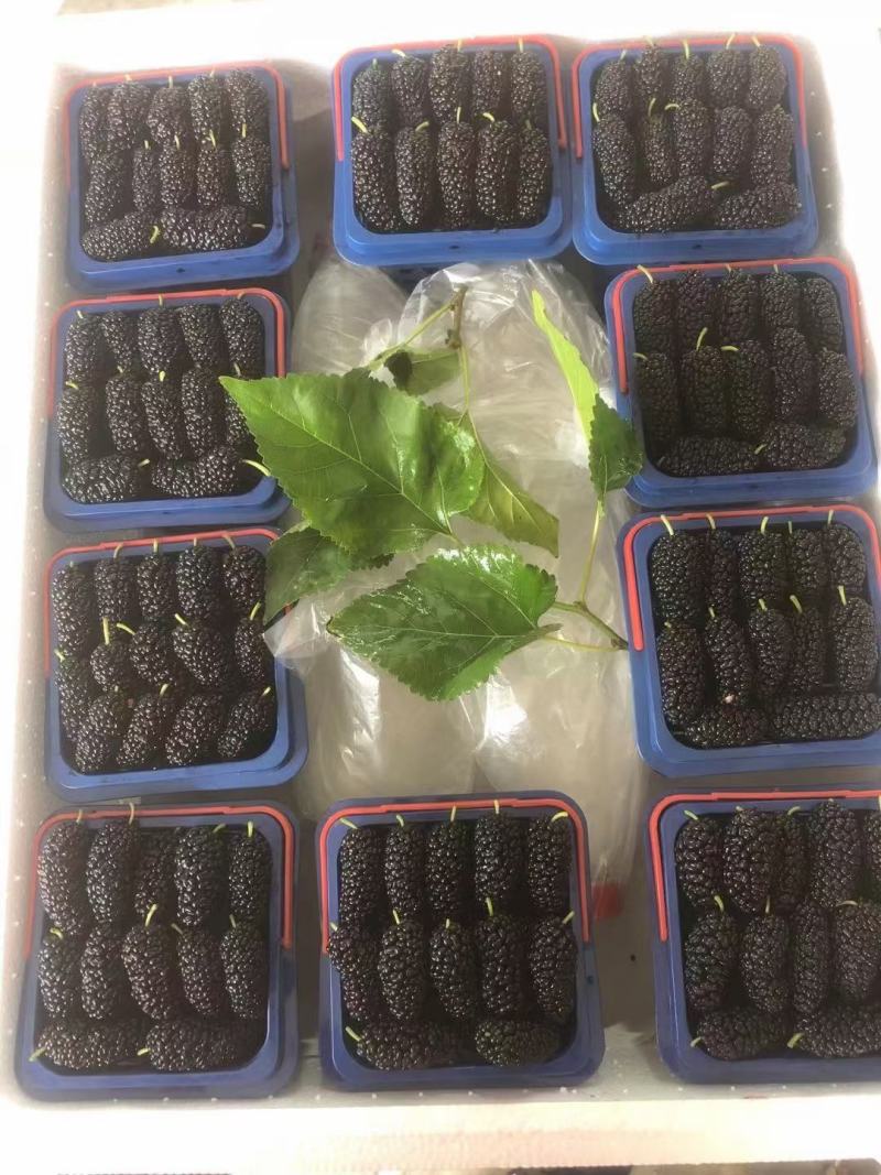 【荐】桑葚，现摘现发全程冷链，凉山州德昌县桑葚一手货源