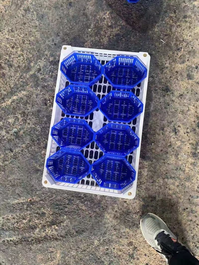 【荐】桑葚，现摘现发全程冷链，凉山州德昌县桑葚一手货源
