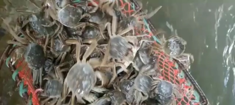 蟹苗，大闸蟹蟹苗，原塘苗，全国免费发货，提供技术