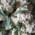 【热卖】有机80花菜，产地发货供，现货上市，欢迎来电咨询